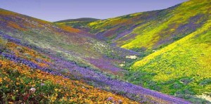 valley-of-flowers