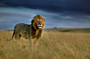 How-Tourism-is-Killing-Africa's-Lions