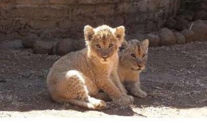 cheetah-cubs