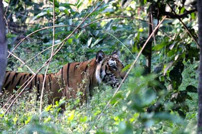A_Bengal_Tiger_spotted_in_Jim_Corbett_National_Park,_Uttarakhand,_India