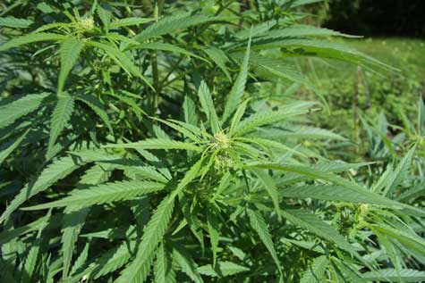 Cannabis_plant
