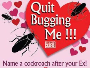 zoo-cockroach-valentine