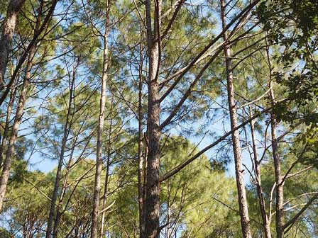 pine-tree-leaves