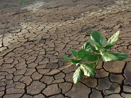 dry-parched-land