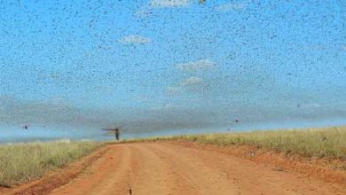 swarm_of_Locusts