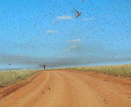 swarm_of_Locusts