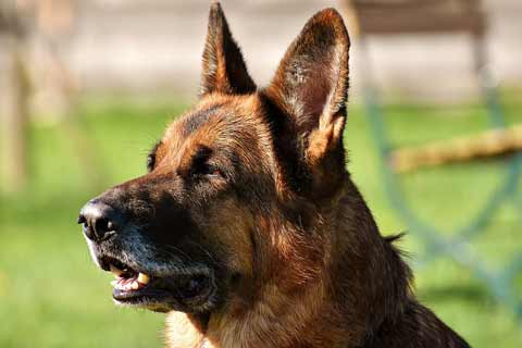 german-shepherd-dog