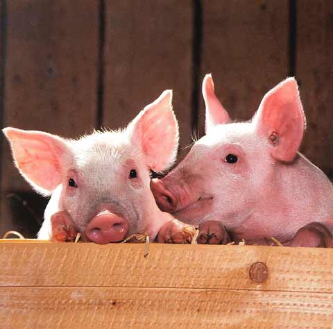 pigs-swine-flu