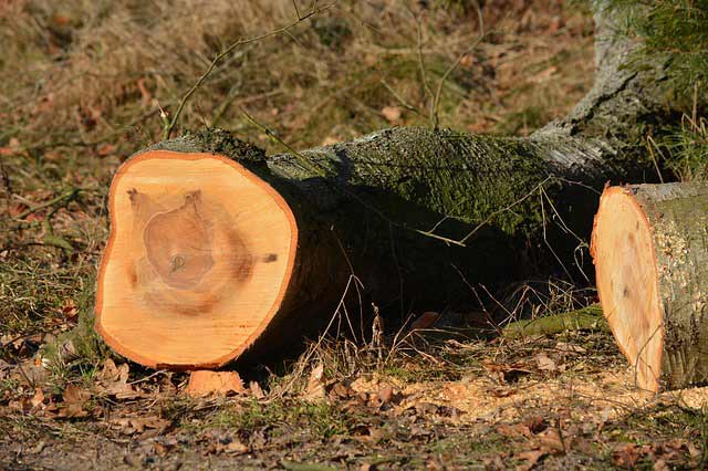 tree-felling