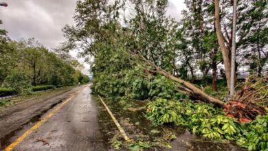 uprooted-tree-fallen-on-road