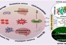 Alzheimers-potential-treatment-found-in-natural-polyphenol