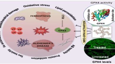 Alzheimers-potential-treatment-found-in-natural-polyphenol