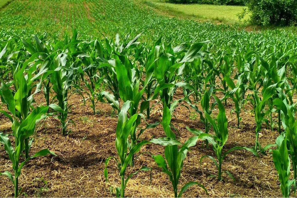 agriculture