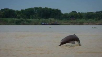 Estimation-Riverine-and-Estuarine-Dolphins-in-India
