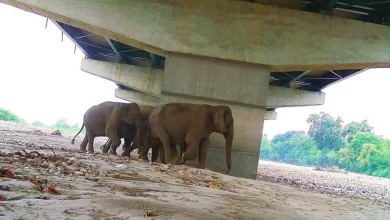 delhi-dehradun-expressway-animal-corridor