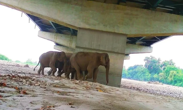 delhi-dehradun-expressway-animal-corridor